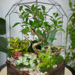 Готовый флорариум Ботанический сад Фикус XL