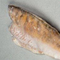 Филе судака