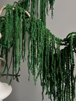 Амарант стабилизированный темно-зеленый