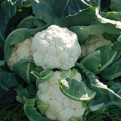 Кул F1 семена капусты цветной (Syngenta / Сингента)