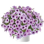 П7 Петуния ампельная Capella Purple Veins