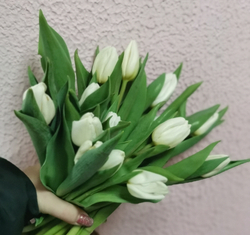 Тюльпан классический белый