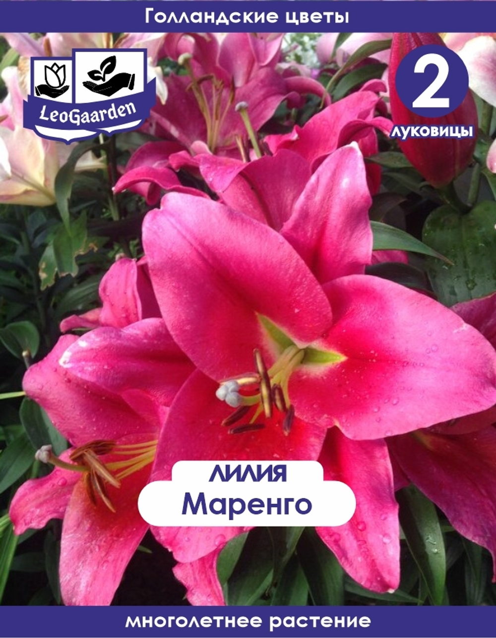 Лилия Луковица, Маренго, 2 шт