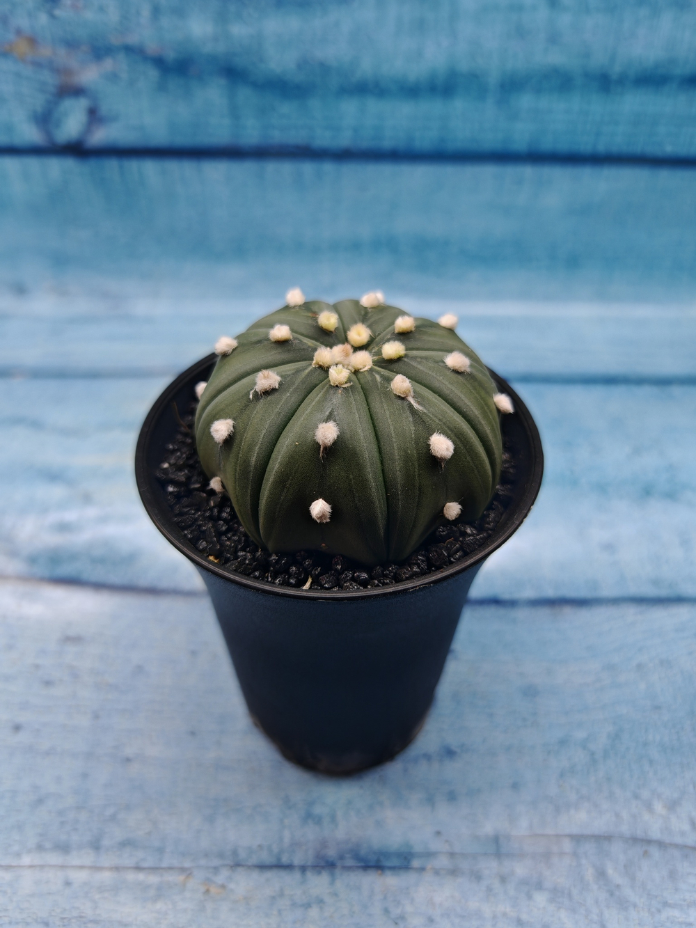 Astrophytum Asterias (Астрофитум)