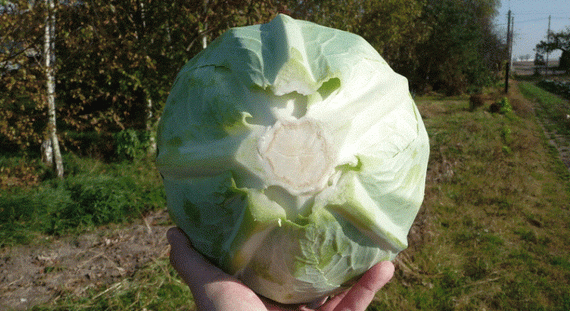 Фундакси F1 семена капусты белокочанной (Seminis / Семинис) лучшие – фото 8