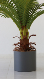 Пальма 81 см.