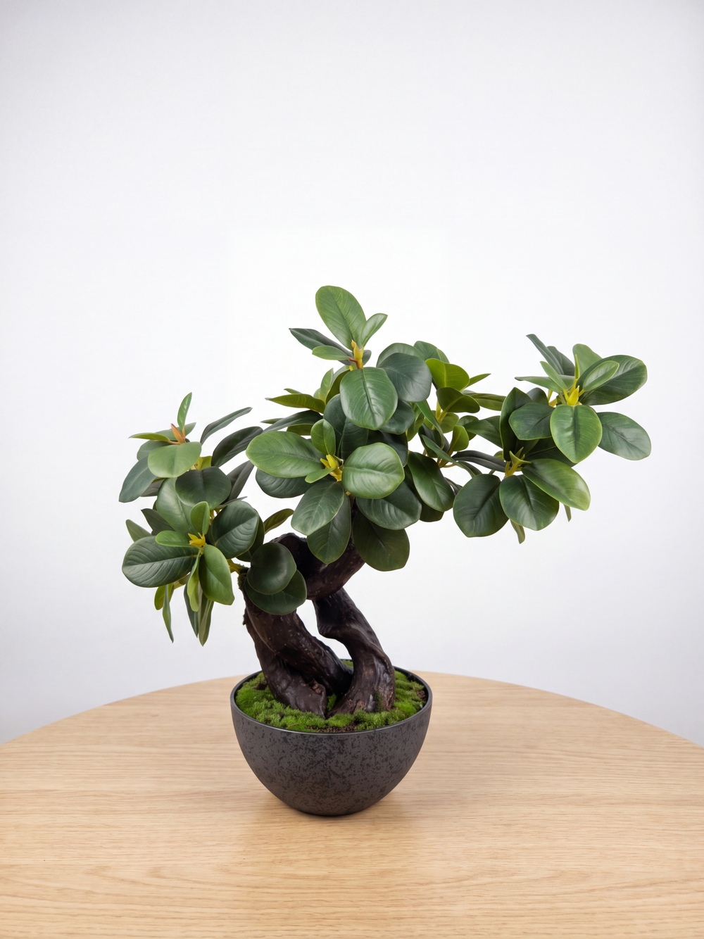 Бонсай Фикус Микрокарпа 50см в кашпо