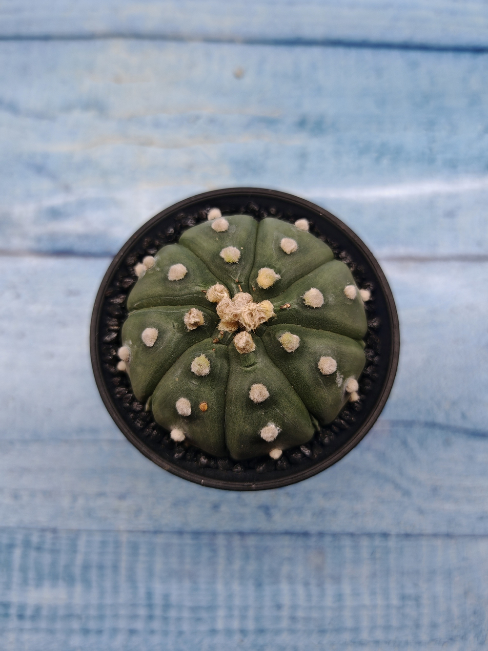 Astrophytum Asterias (Астрофитум)