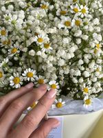 Букет сборный из гипсофилы и ромашки