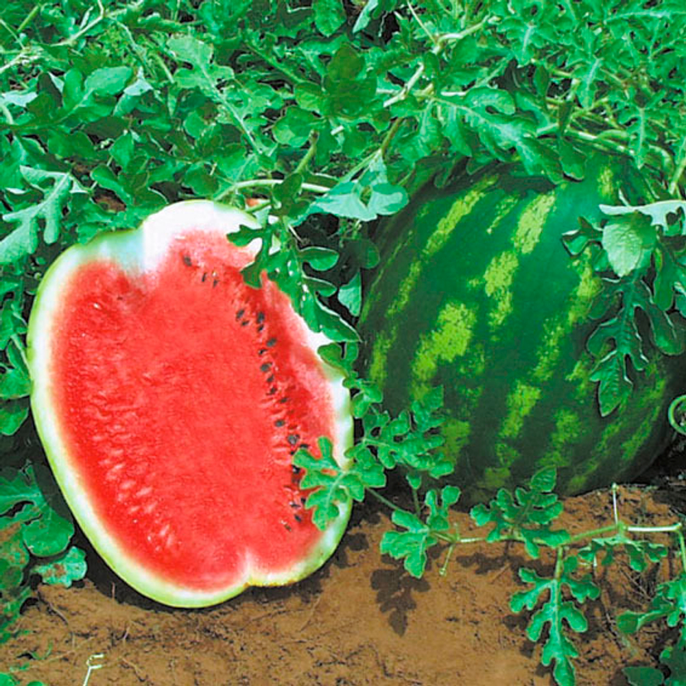 Топ ган F1 семена арбуза (Syngenta / Сингента)