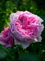 Роза флорибунда Гартентрауме