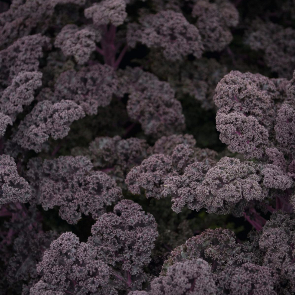 Капуста листовая Редбор F1 (25шт)  Витагрин Профи