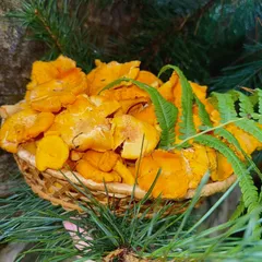 Лисички свежие лесные / 1 кг