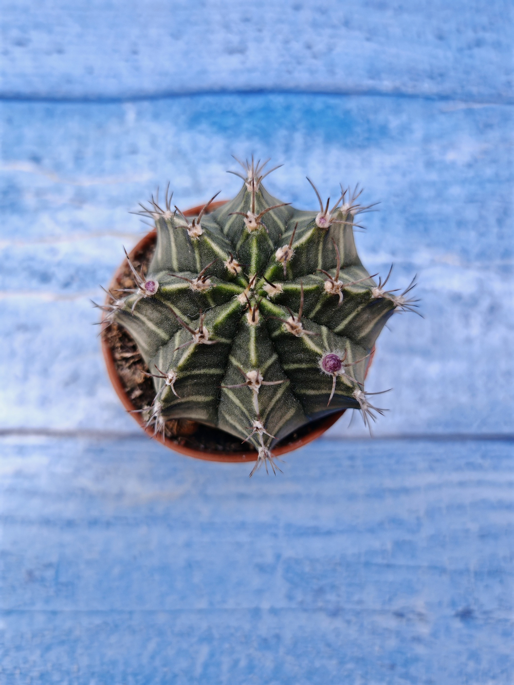 Gymnocalycium Friedrichii (Гимнокалициум)