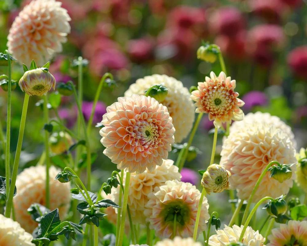 Георгин Sweet Suzanne (корень) Закупка М55 апрель 2026