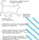 AJO (Айо) Cat Аctive Сухой полнорационный корм для взрослых кошек, 1,5 кг