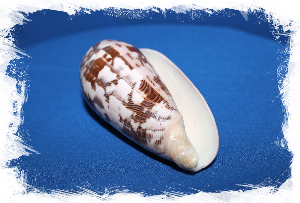 Conus striatus