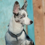 полуудавка на фетре зеленая северные мотивы