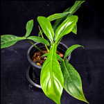 Филодендрон 69686 BETTE WATERBURY