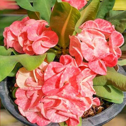 Эуфорбия Миля CHIANG DAO