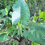 Алоказия BLACK STEM