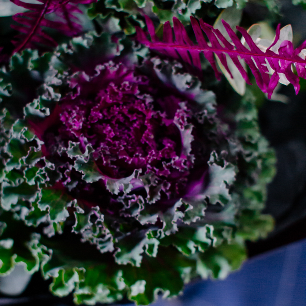 54. Дерзкий насыщенный букет с брассикой