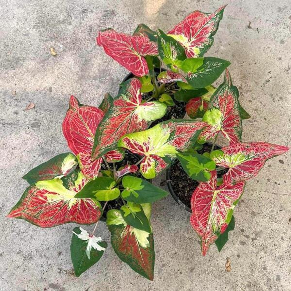 Каладиум SRI RUEK NGAM