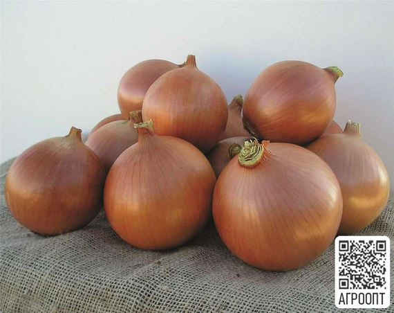 Бриджер F1 семена лука репчатого (Bejo / Бейо) продукт – фото 2