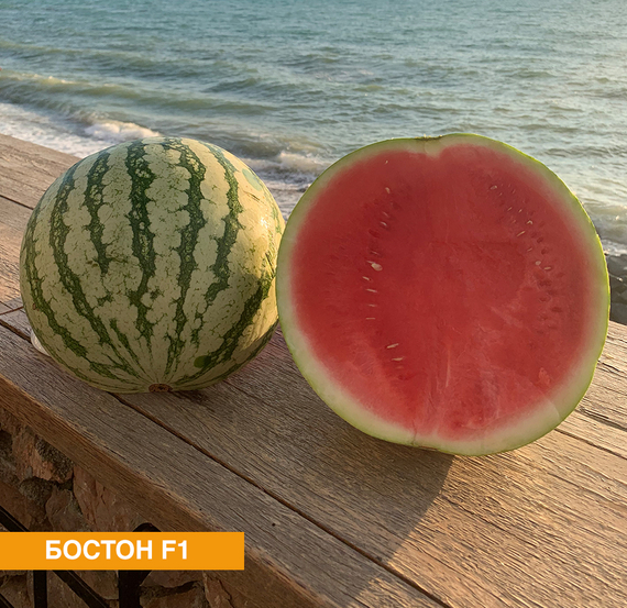 Бостон F1 семена арбуза (Nunhems / Нюнемс) культура – фото 2