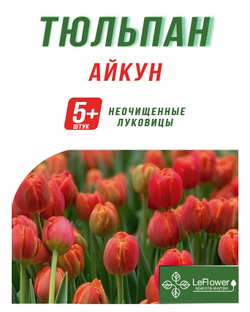 Тюльпан Луковица, Айкун, 5+шт