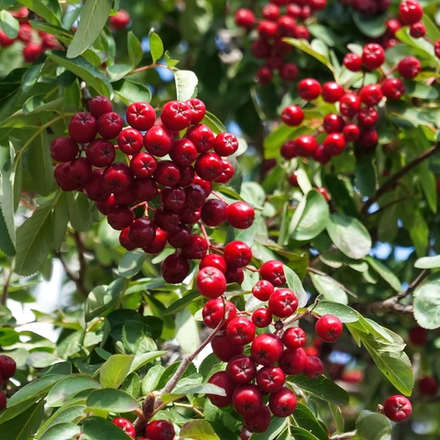 Рябина Рубиновая