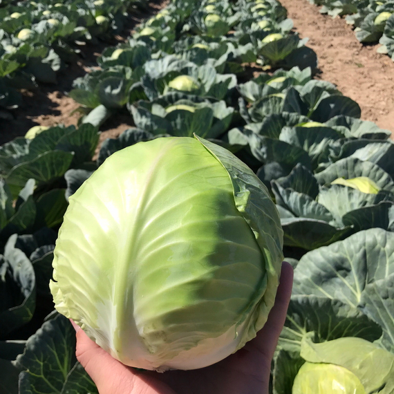 ТАФМА F1 семена капусты белокочанной (Rijk Zwaan | Alexagro) – фото 6