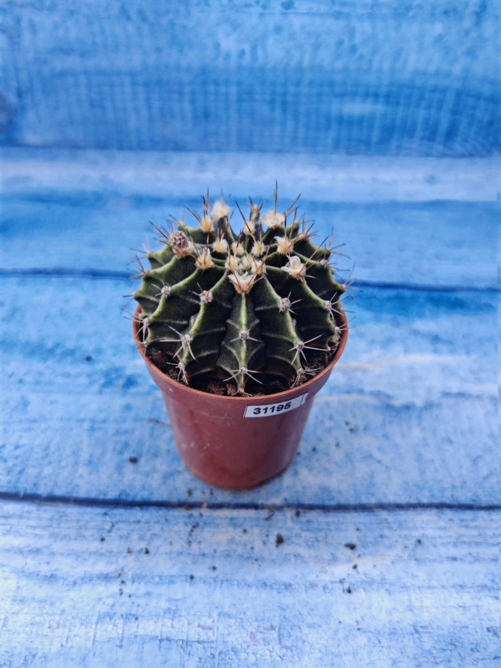 Gymnocalycium Friedrichii (Гимнокалициум)