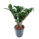 Замиокулькас "Зензи"