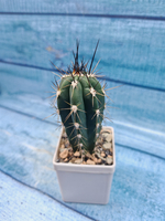 Stetsonia Coryne (Стэтсония)