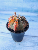 Gymnocalycium Variegata (Гимнокалициум Вариегатный)