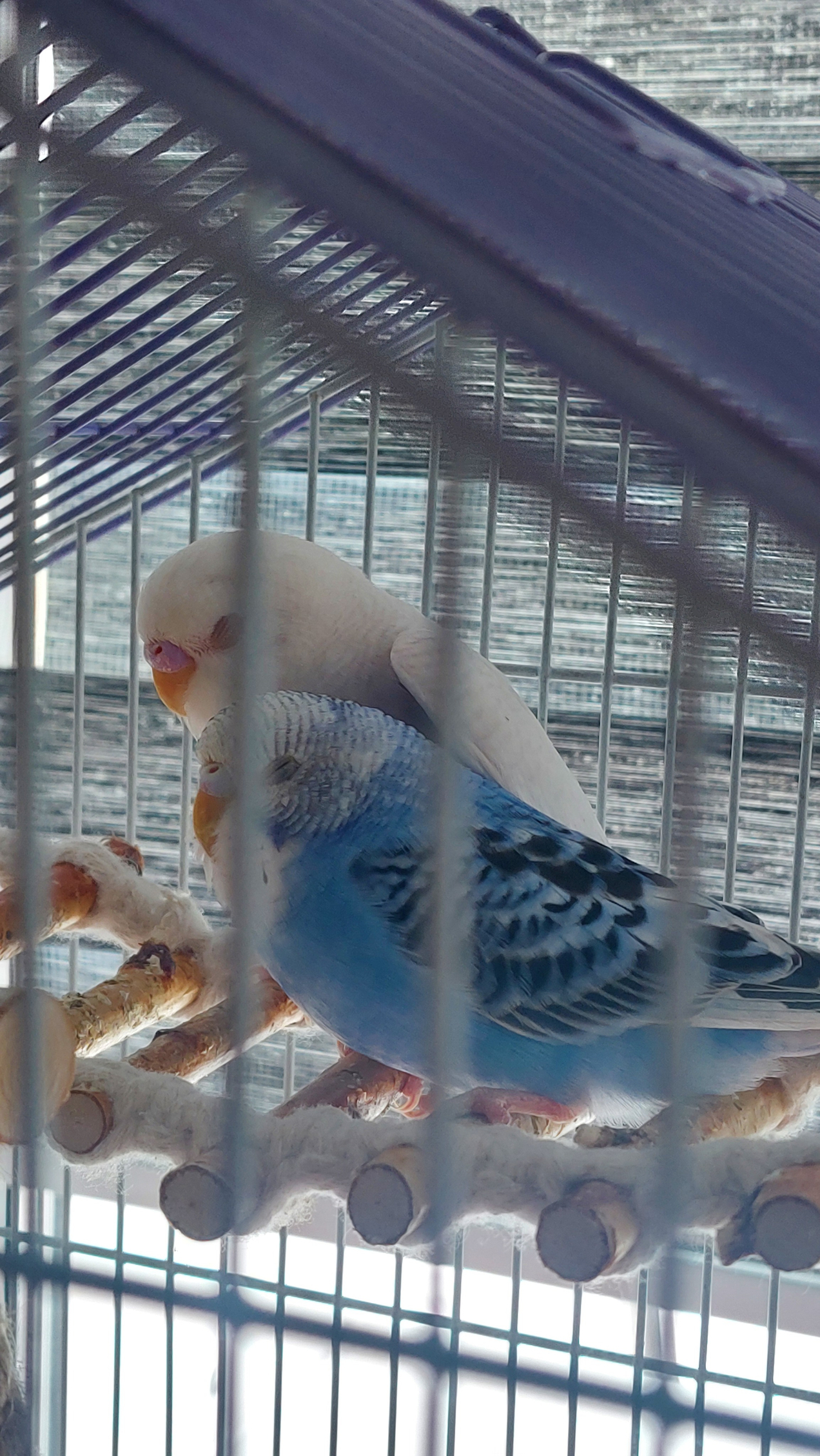 Любимая игрушка попугаев