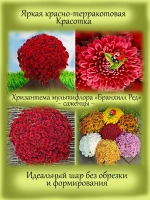 Хризантема Бранхилл Ред мультифлора