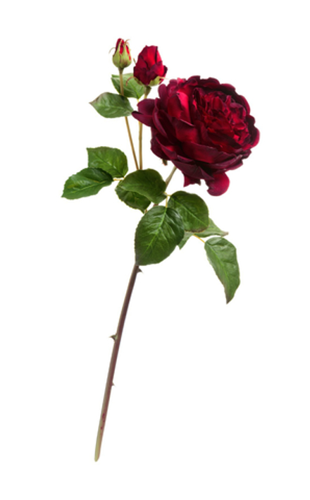 Роза Дэвид Остин Роял ветвь бордово-красная, в-58 см