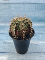 Gymnocalycium T-Rex Pink hybride (Гимнокалициум)