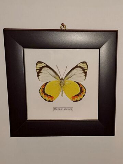 Бабочка Delias fasciata в рамке