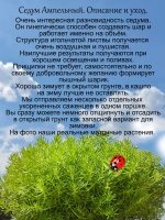 Седум Ампельный многолетний очиток
