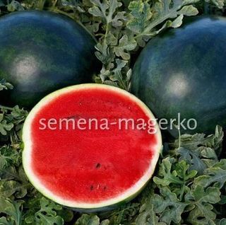 Арбуз Огонёк 10 (грамм)