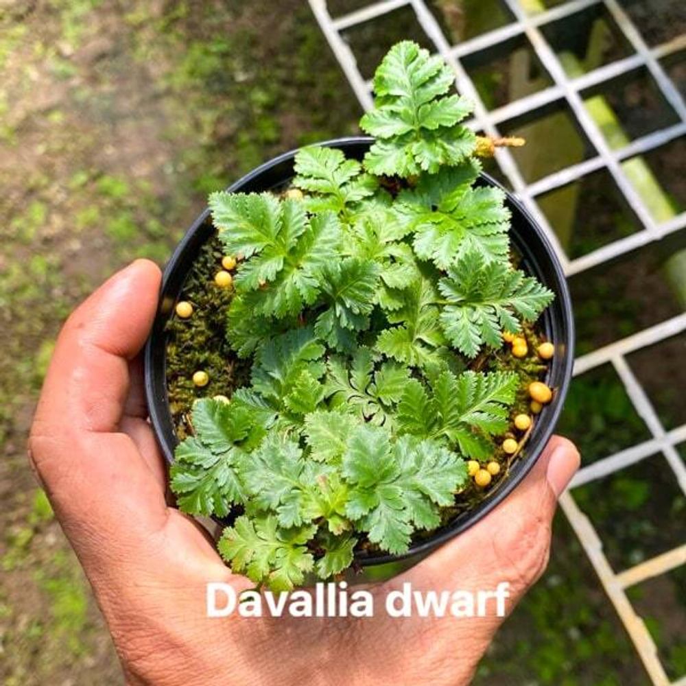 Даваллия D.DWARF