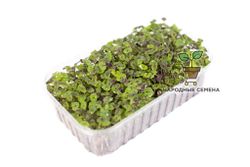 Базилик фиолетовый