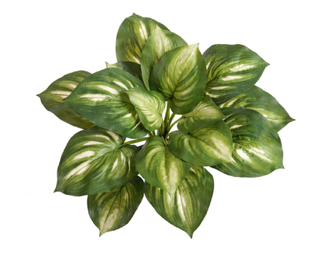 Хоста бело-зелёная большая