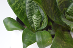Сансевиерия Ханни / Sansevieria Hanny