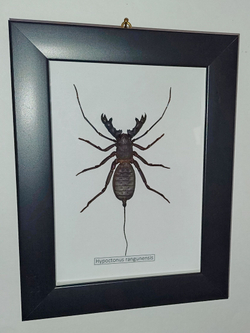 Скорпион хлыстовидный в рамке