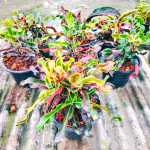 Кротон PT45 NAK TEMRAM