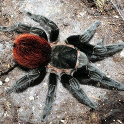 Паук-птицеед Brachypelma vagans (Мексиканский красноволосковый птицеед)
